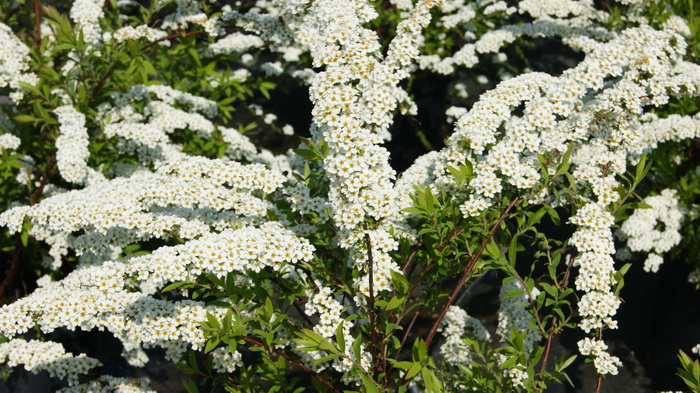 Spiraea x cinerea `Grefsheim`(17).JPG